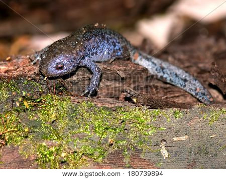 Mole Salamanders (Ambystoma talpoideum) have mottled patterns and can be found throughout the southern United States