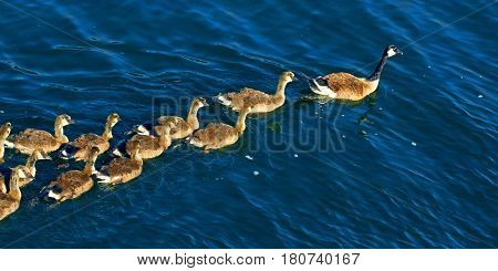 Canada Geese (Branta canadensis) family on the waters of Lake Minocqua Wisconsin