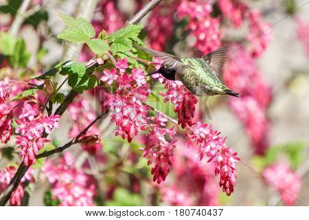 small green hummingbird bird near the flowers on blury background