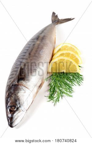 One fresh mackerel isolated on white background.