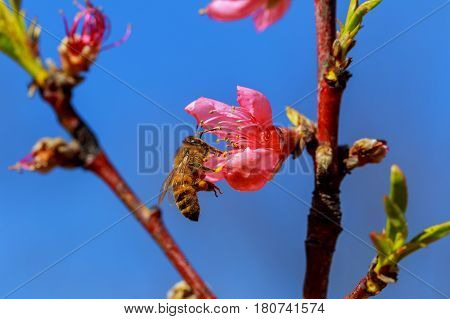 Pink Apple Flowers. Beautiful flowering apple trees. Background with blooming flowers in spring day.