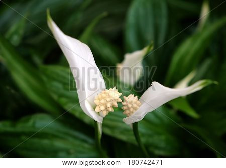 Spathiphyllum is a popular perennial plant of the family of aroid