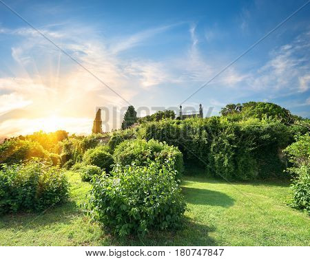 Green bushes in Vorontsov garden in sunny day