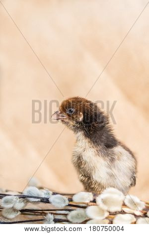 A tricolor little chicken next to a willow branch on a background of rough fabric. Little depth of field focus on the head of a chicken.