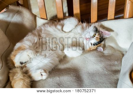Close up white red cat lying on a wooden chair and looking at the camera