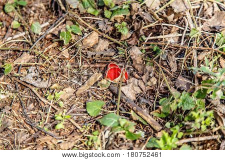 Early Mushrooms Sarcoscypha Coccinea.