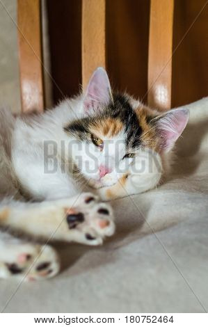 Close up white red cat lying on a wooden chair and looking at the camera