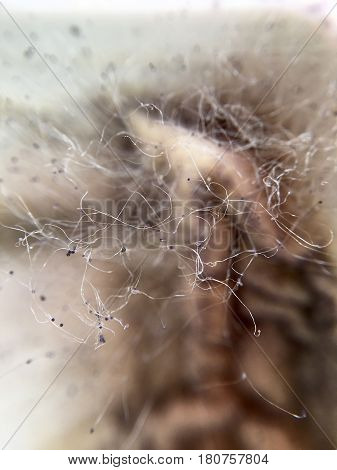 Cream cheese overgrown with food mold fungi in extreme closeup