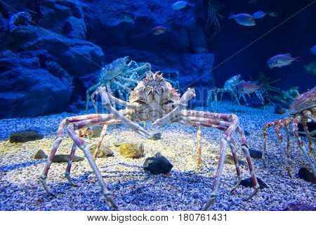 The Japanese giant spider crab, which can grow to a span of 5.5 metres from claw to claw. This is   considered to be a delicacy in Japan, 