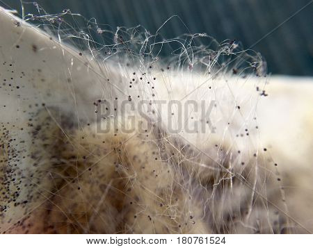 Cream cheese overgrown with food mold fungi in extreme closeup