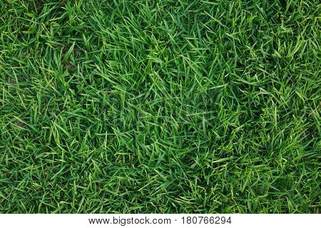 Green grass field for background and decoration