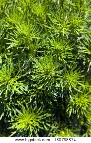 young Harmal without bloom in garden at springtime