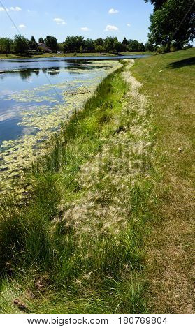 Hordeum jubatum (with the common names foxtail barley, bobtail barley, squirreltail barley, and intermediate barley) beside a small lake in Joliet, Illinois during June.