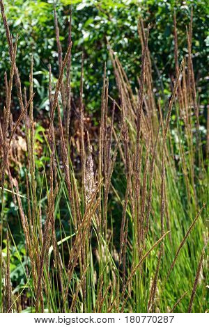 Yellow Indiangrass (Sorghastrum nutans) growing in Joliet, Illinois during June.