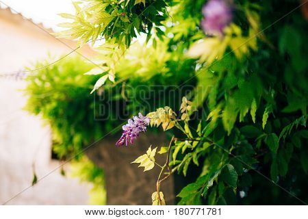 Flowering tree wisteria in Montenegro, the Adriatic and the Balkans.