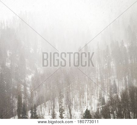 Winter forest landscape during whiteout blizzard conditions in the Colorado Rocky Mountains