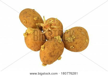 Picture of Yellow Sprouted potatoes that have grown roots from eyes they are mostly shrunken and wrinkled. Roots have different sizes colors and shapes and they are not good to be eaten