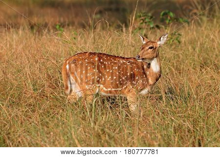 Female spotted deer or chital (Axis axis), Kanha National Park, India