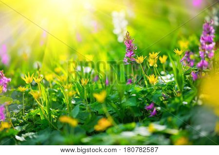 Beautiful meadow field with wild flowers. Spring Wildflowers closeup. Health care concept. Rural field. Alternative medicine. Environment