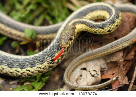 Společné Thamnophis Thamnophis sirtalis