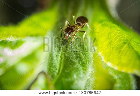 Brown Ant and little aphid on green leaf extreme macro photography
