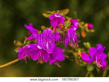 Ledum. Ledum palustre (Rhododendron tomentosum) plant in forest