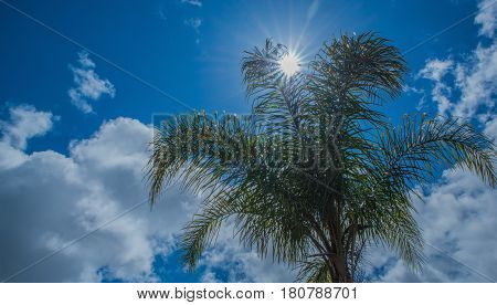 View Of palm with sunburst above the tree