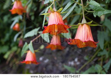 Canarina canariensis orange bell flower. Shadow tolerant plant
