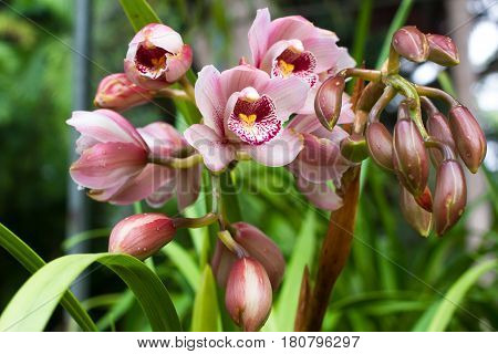 Pink Cymbidium in pot. Flower and stem boat orchid