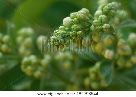White Lilac Flowers With Buds For A Background, Spring Garden, Syringe Vulgaris