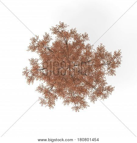 Barberri tree. Isolated on white background. 3D rendering illustration. Top view.