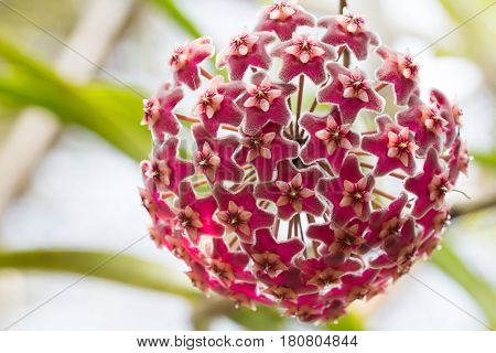 Beautiful Wild Flower Orchid,dendrobium Pulchellum ,rare Species Of Wild Orchids