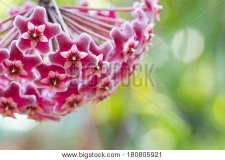 Beautiful Wild Flower Orchid,dendrobium Pulchellum ,rare Species Of Wild Orchids