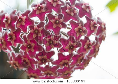 Beautiful Wild Flower Orchid,dendrobium Pulchellum ,rare Species Of Wild Orchids