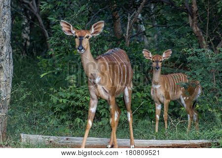 Nyala (Tragelaphus angasii) female and her young standing in the green woodlands at Marakele national park
