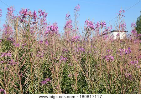 Cultivation of herbal Koporye tea or Blooming Sally on the summer field