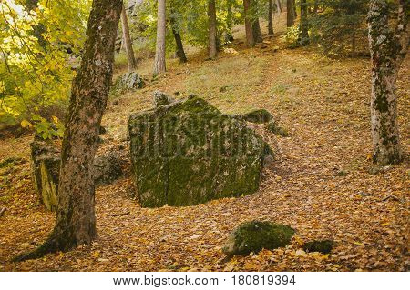 Autumn landscape. Colorful autumn in the forest. Autumn background. Fall in the forest. Color of the woods.