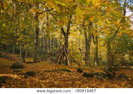 Autumn landscape. Colorful autumn forest. Autumn colors in the forest. Fall in the woods.