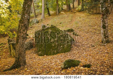Autumn landscape. Colorful autumn forest. Autumn colors in the forest. Fall in the woods.