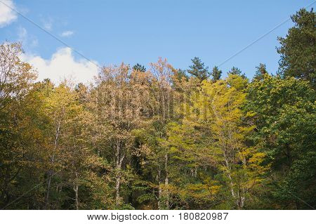 Autumn landscape. Colorful autumn landscape. Colorful forest. Autumn in the woods. Fall in the forest.