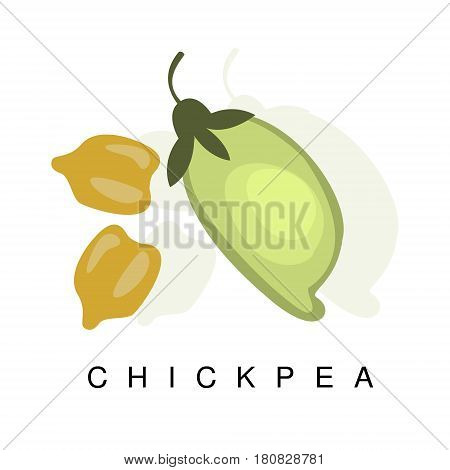 Chickpea Pod, Infographic Illustration With Realistic Pod-Bearing Legumes Plant And Its Name. Farm Natural Food Product Vector Drawing With Description.