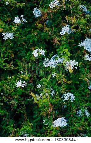 Flowering shrubs Plumbago in Perast. Plants of Montenegro.