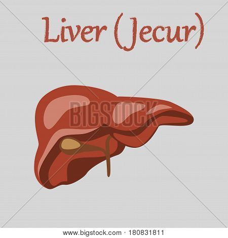human organ icon in flat style liver