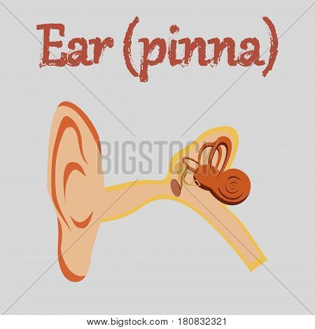 human organ icon in flat style ear