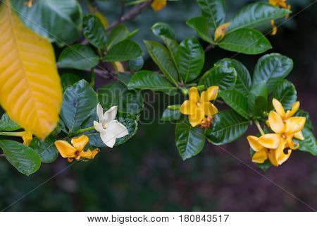 Yellow Flower Of Herb Plant,gardenia Sootepensis Hutch