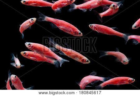 Zebra Danio Mutation,zebra Fish,glofish In Fresh Water Aquarium