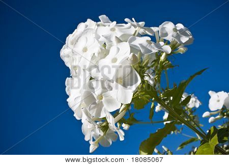 Vacker vit Phlox på himlen