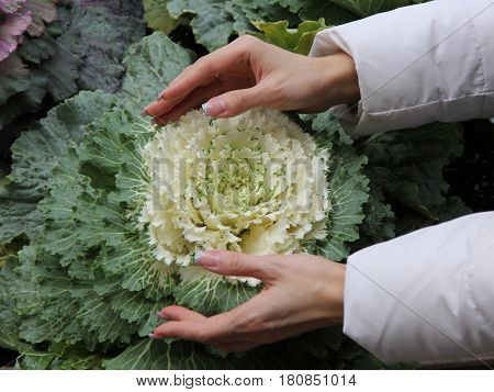 White cabbage flower in two female hands