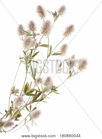 Flora Of Gra Canaria - Trifolium Arvense