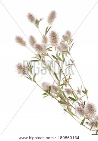 Flora Of Gran Canaria - Trifolium Arvense